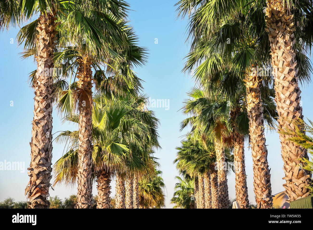 Tropical palm tree alley at resort Stock Photo - Alamy