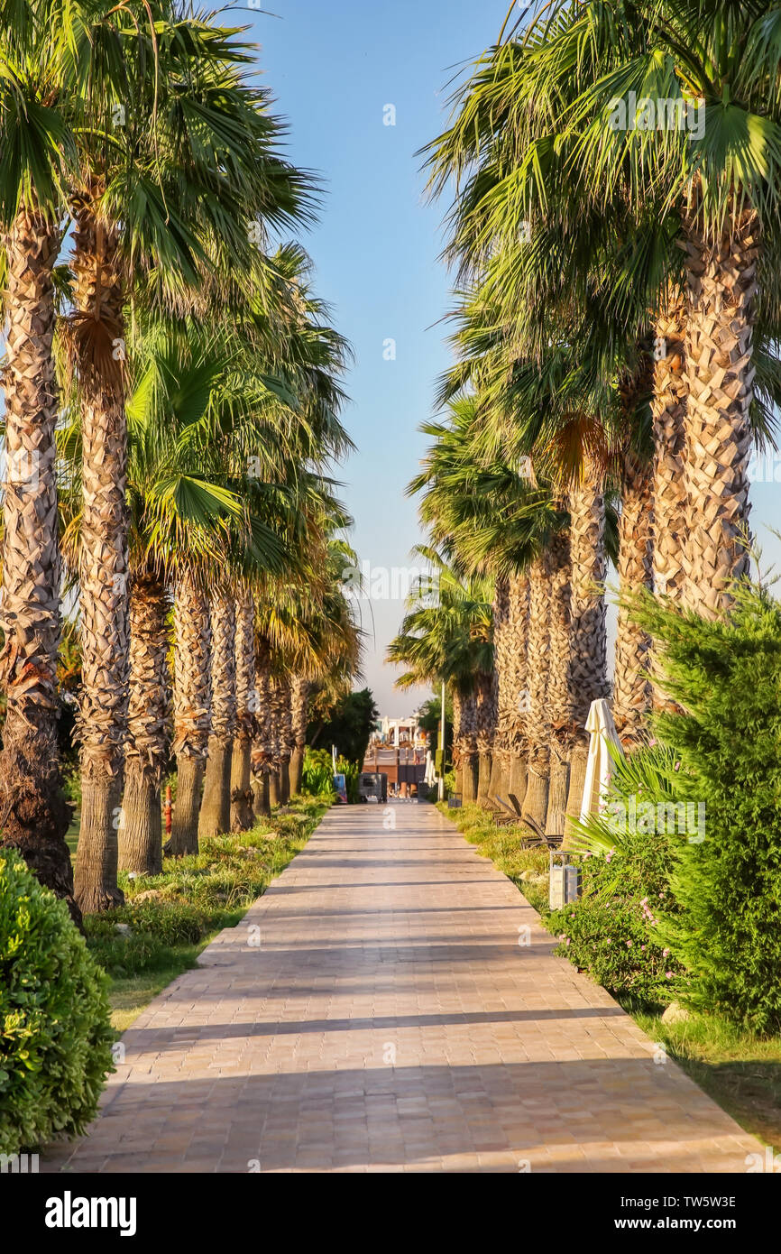 Tropical palm tree alley at resort Stock Photo - Alamy
