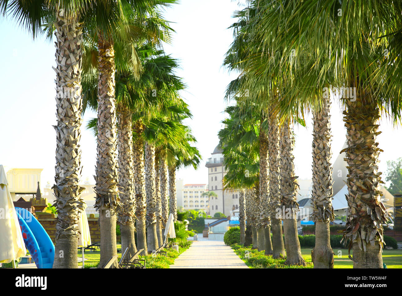Tropical palm tree alley at resort Stock Photo - Alamy