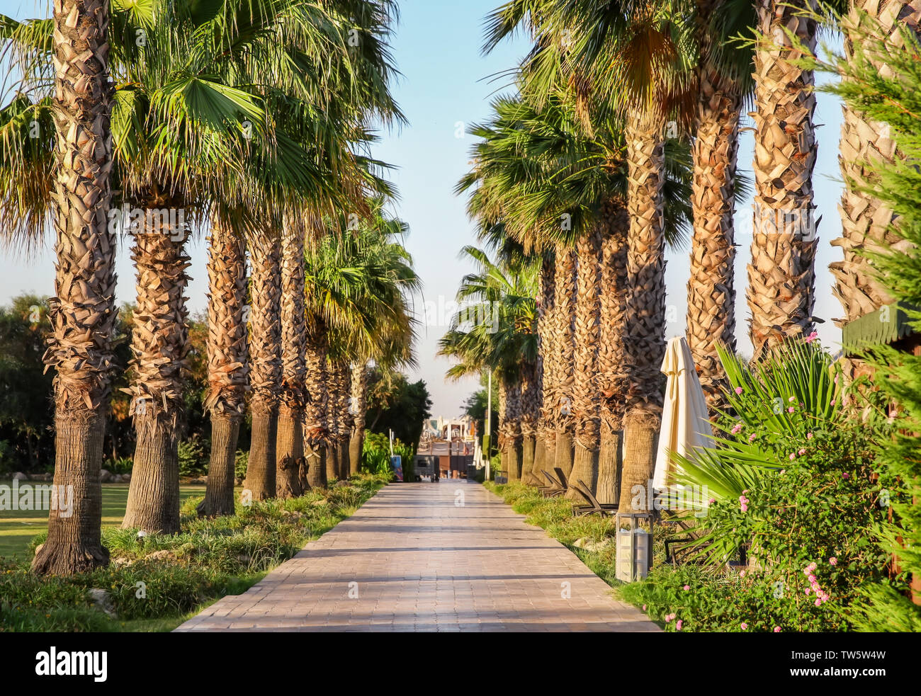 Tropical palm tree alley at resort Stock Photo - Alamy