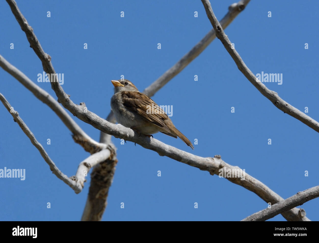 Female house sparrow bird or passer domesticus perched on dead tree branch against blue sky Stock Photo