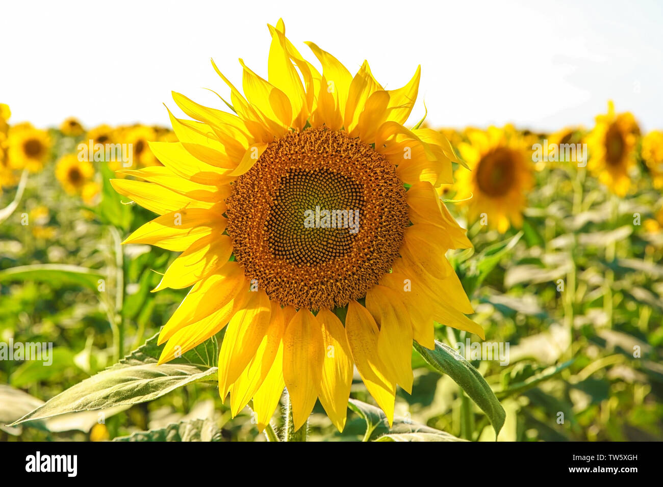 Blooming sunflower in field Stock Photo - Alamy