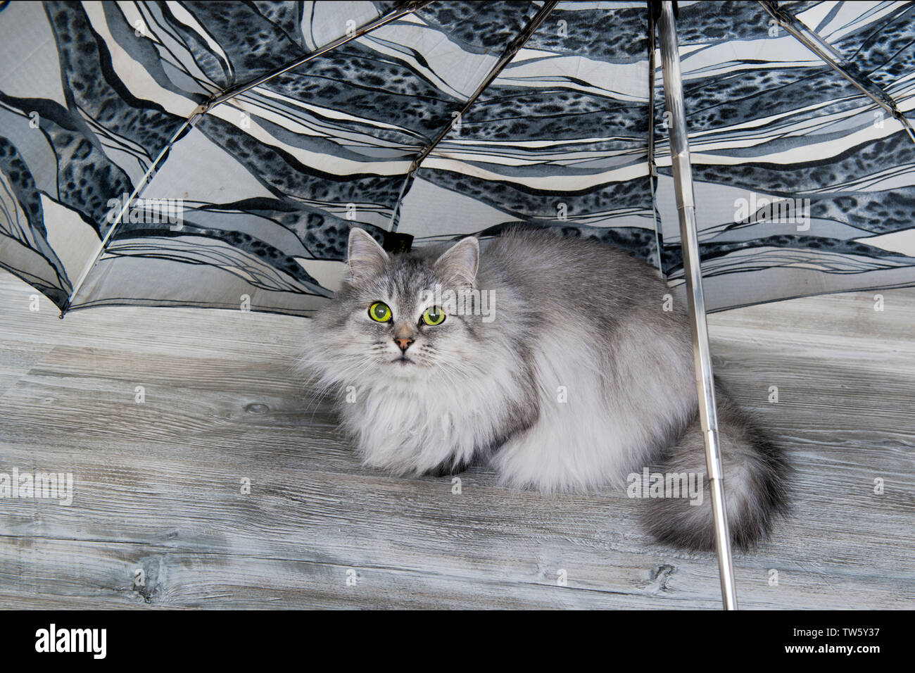 Grey Fluffy Cat Sitting On The Wooden Floor Under Umbrella Looking