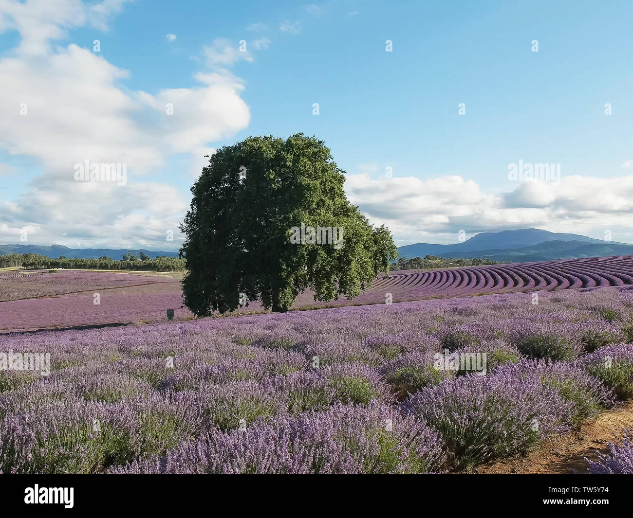 afternoon shot of a lavender farm in tasmania Stock Photo - Alamy