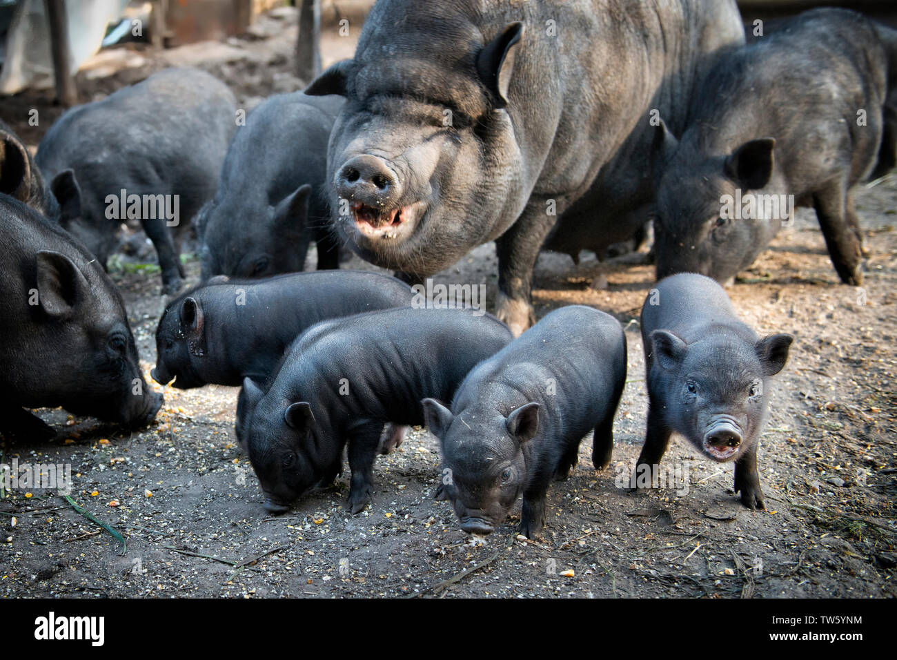 Black pig with cute little piglets. Farm scene Stock Photo - Alamy