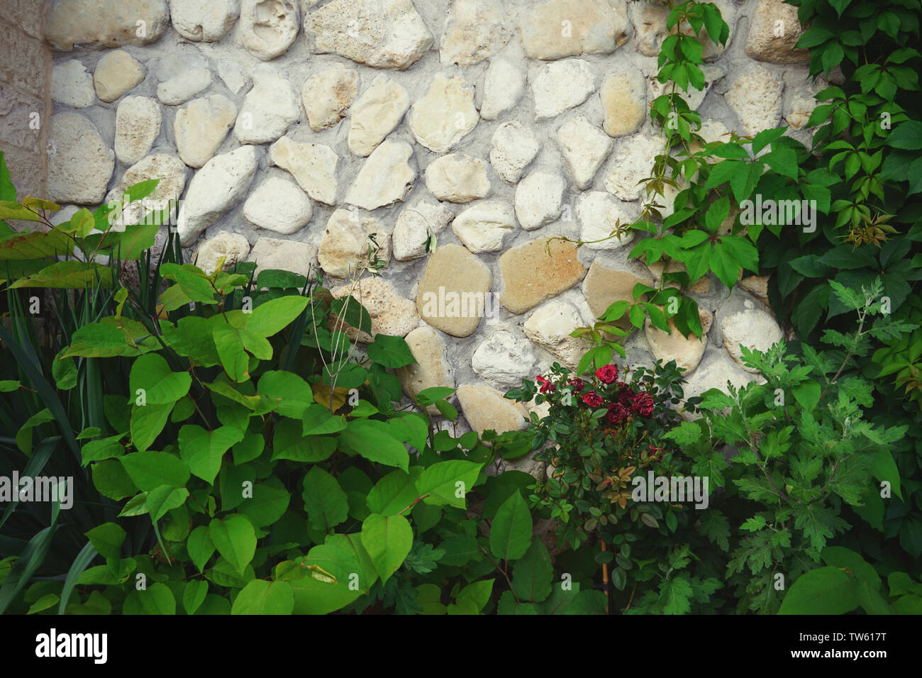 Green plants growing near old stone wall Stock Photo - Alamy