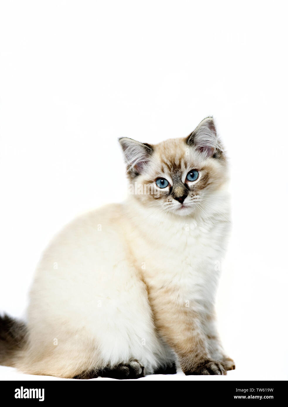 A Ragdoll Kitten posing, UK Stock Photo