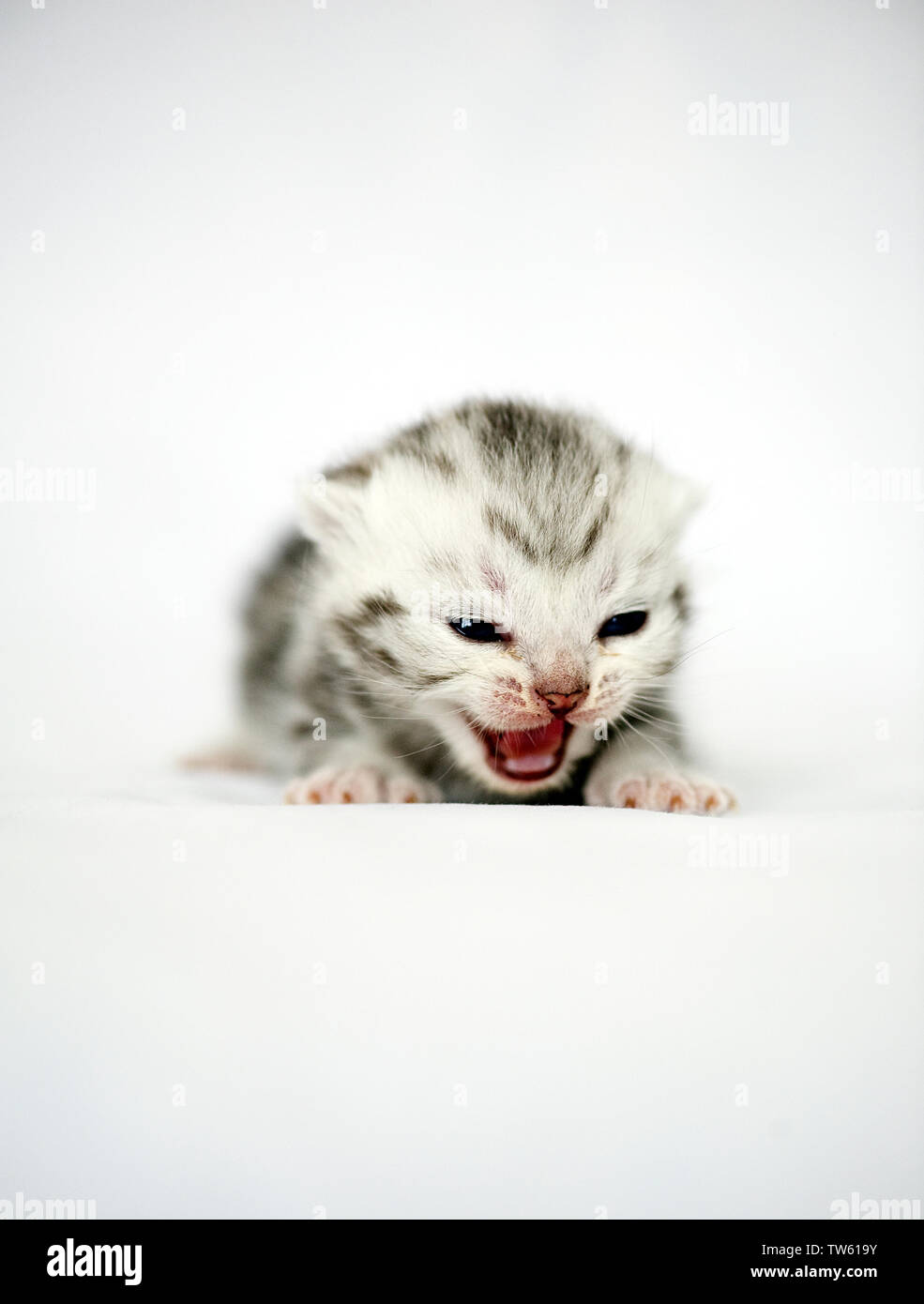 A British Silverhaired Silver Tabby Kitten, UK Stock Photo - Alamy
