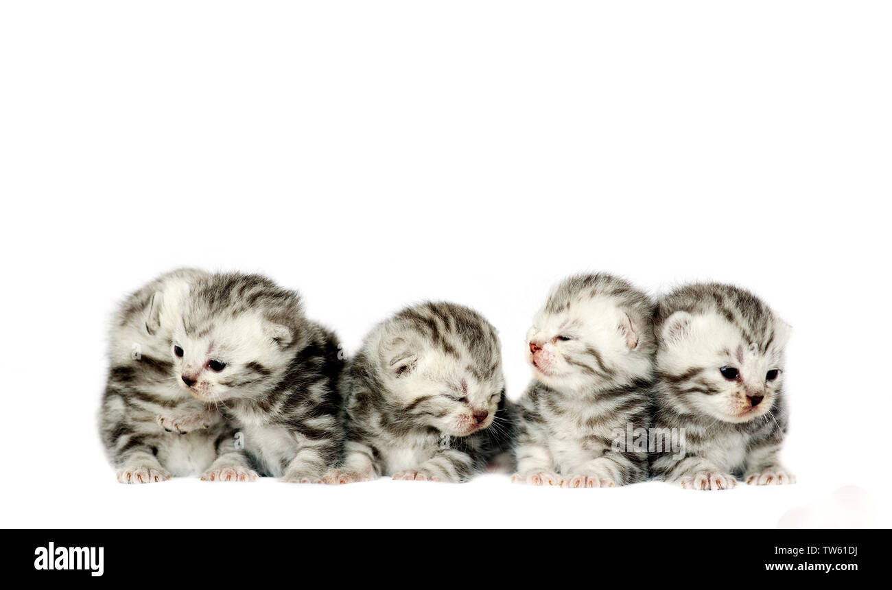 A Group of British Silverhaired Silver Tabby Kitten, UK Stock Photo