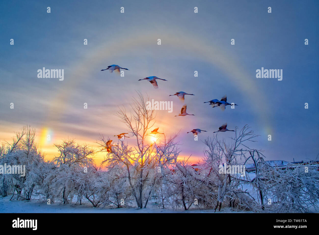 Red crowned crane flying sunset hi-res stock photography and images - Alamy