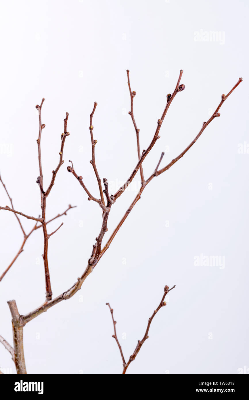 Peach tree branch Stock Photo Alamy