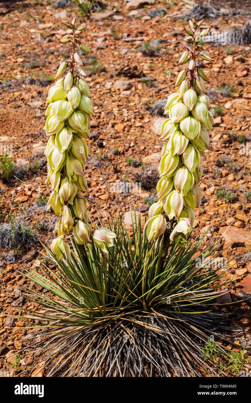 Yucca plant in full bloom, Double Rainbow Trail, Salida, Colorado, USA