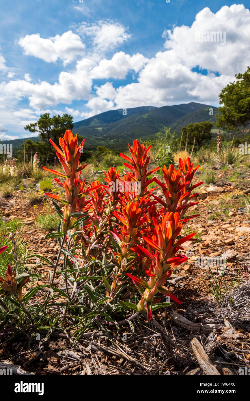 Common Red Indian Paintbrush wildflower; Castilleja; Double Rainbow