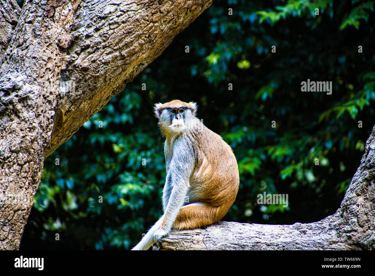 A Monkey taking in his surroundings at the Houston Zoo. Stock Photo