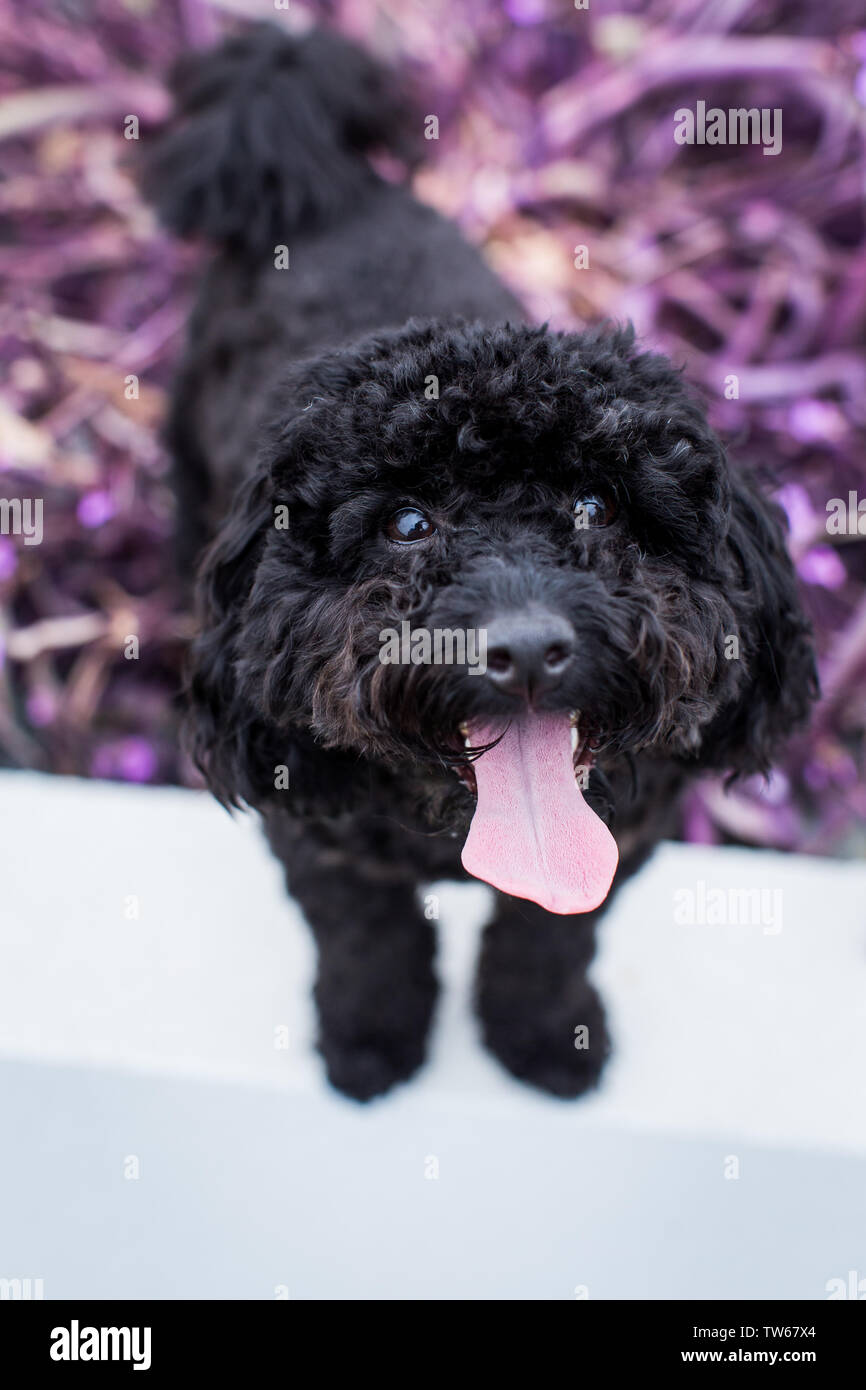 Miniature Poodle puppy Stock Photo