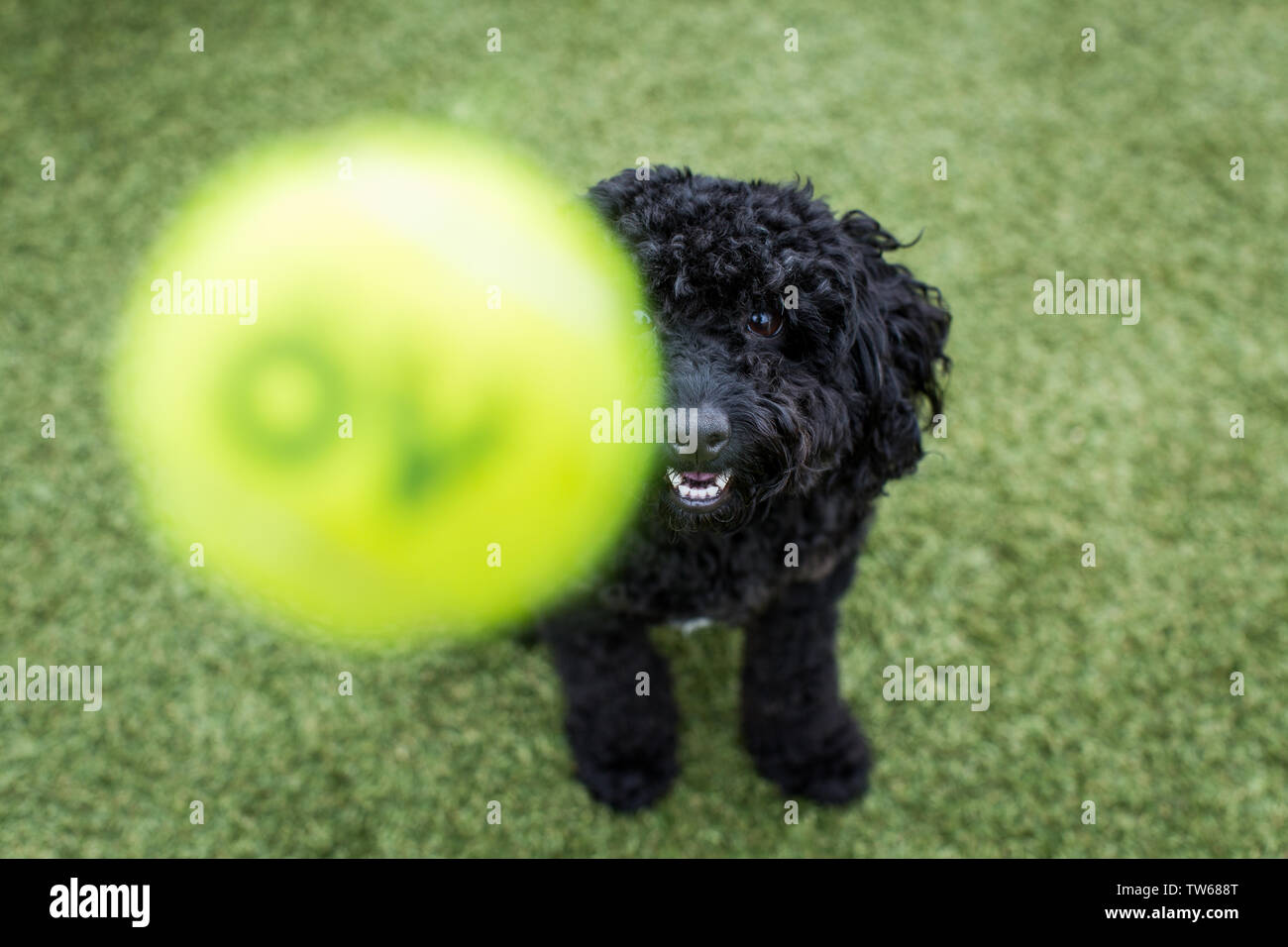 Miniature Poodle puppy Stock Photo