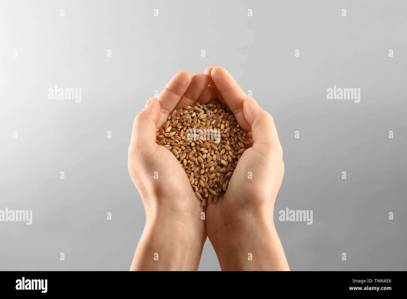Woman's hands holding wheat grains on grey background Stock Photo - Alamy