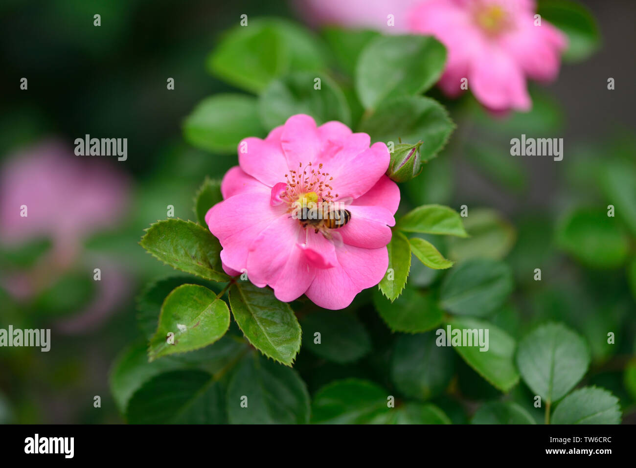 Microdistance hi-res stock photography and images - Alamy