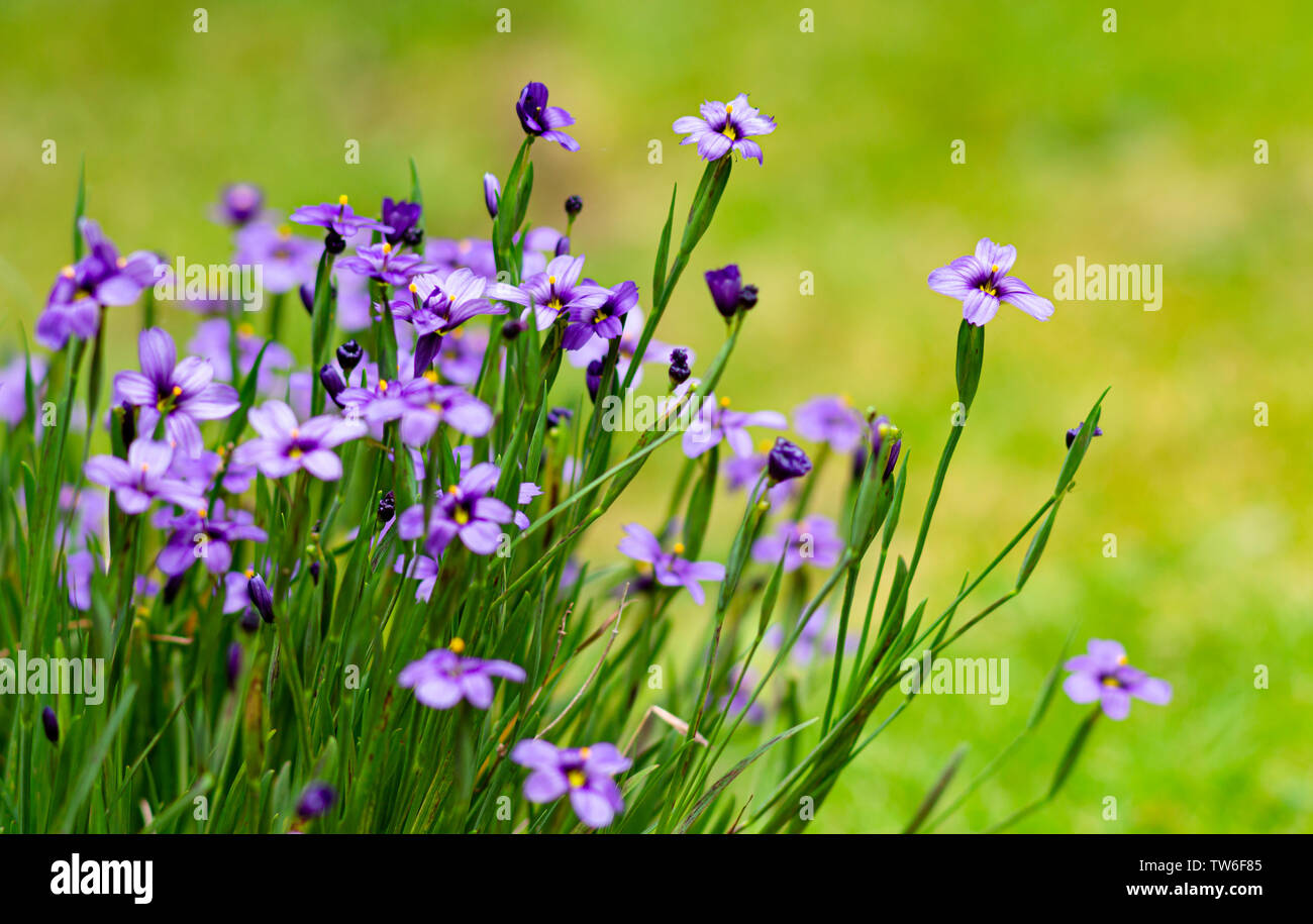 Blue-eyed Grass (Sisyrinchium sp) is a small, blue flower. Stock Photo