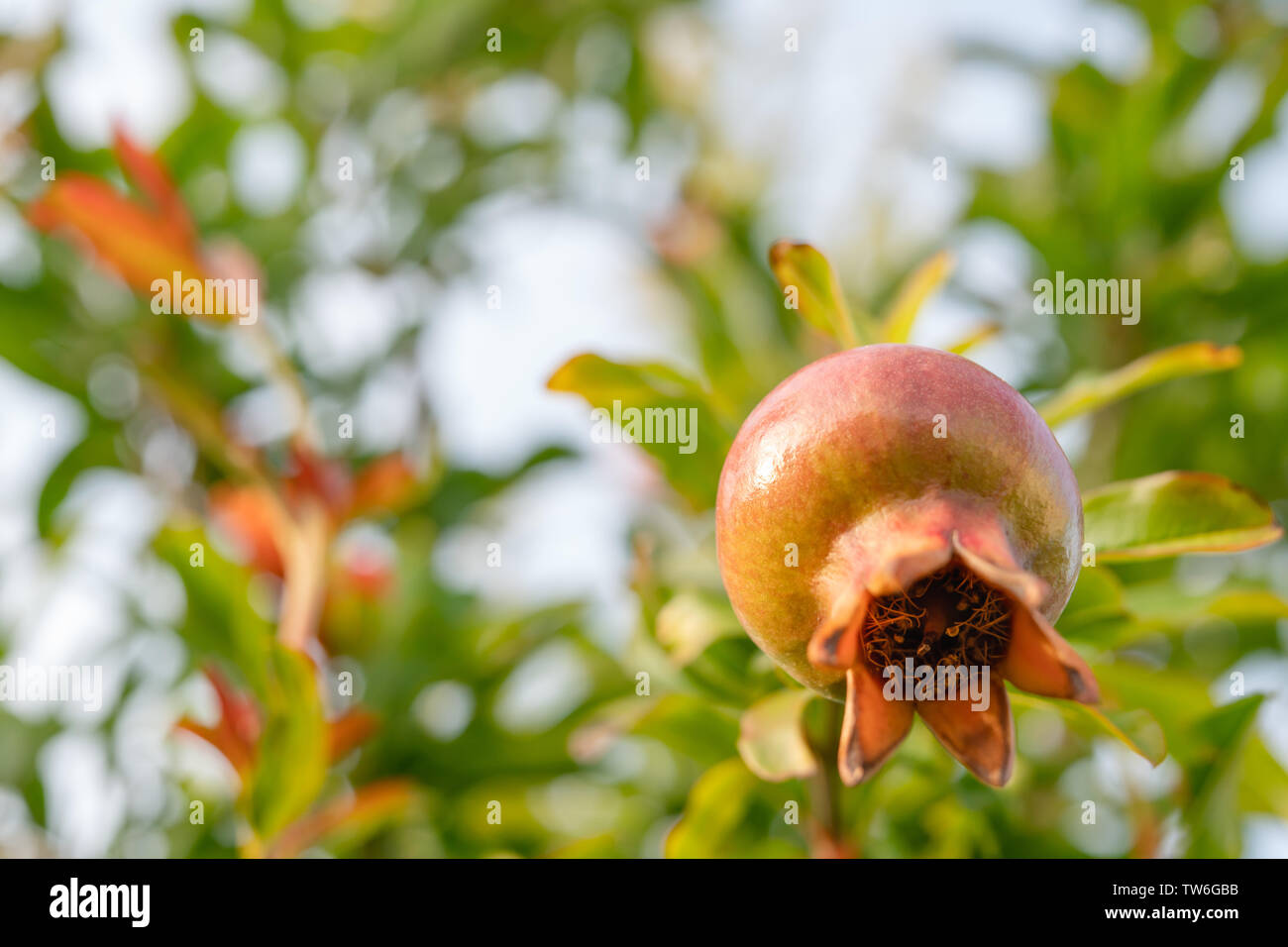 Pomegranate Flower Tree High Resolution Stock Photography And Images Alamy