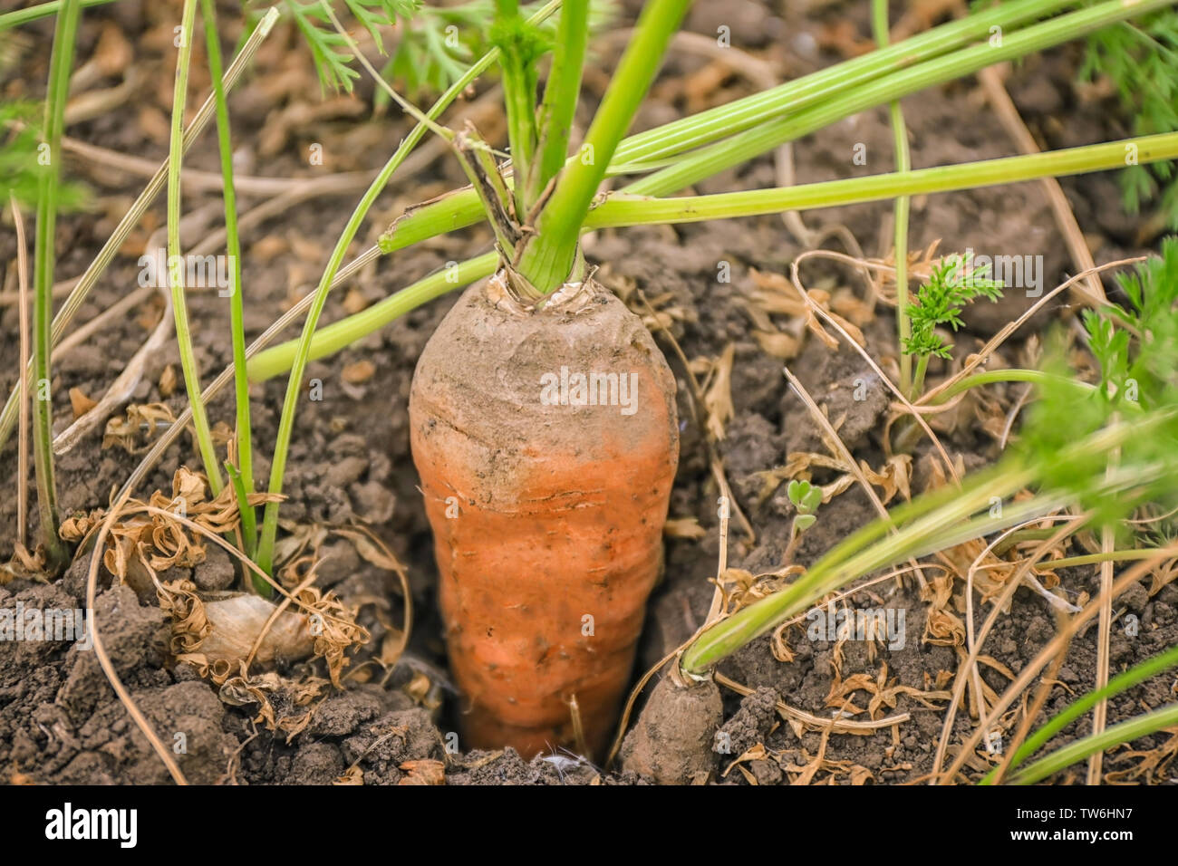 Organic carrot growing business hi-res stock photography and images - Alamy