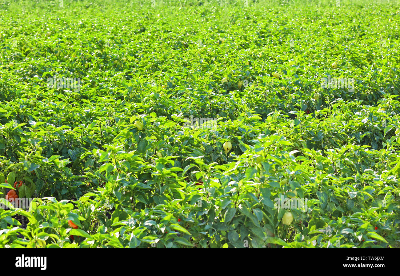 Growing peppers in field hi-res stock photography and images - Alamy