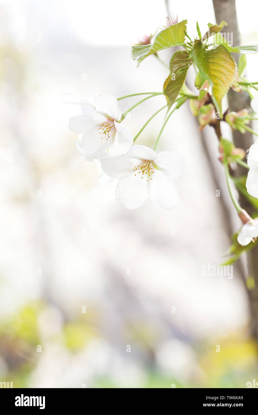 Bloom Into Spring Flower bloom in spring Stock Photo - Alamy