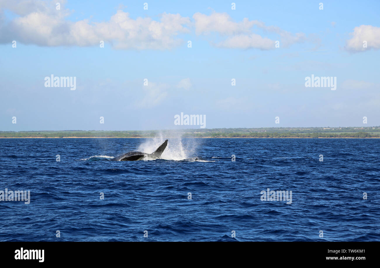 Jumping whale - Maui, Hawaii Stock Photo - Alamy