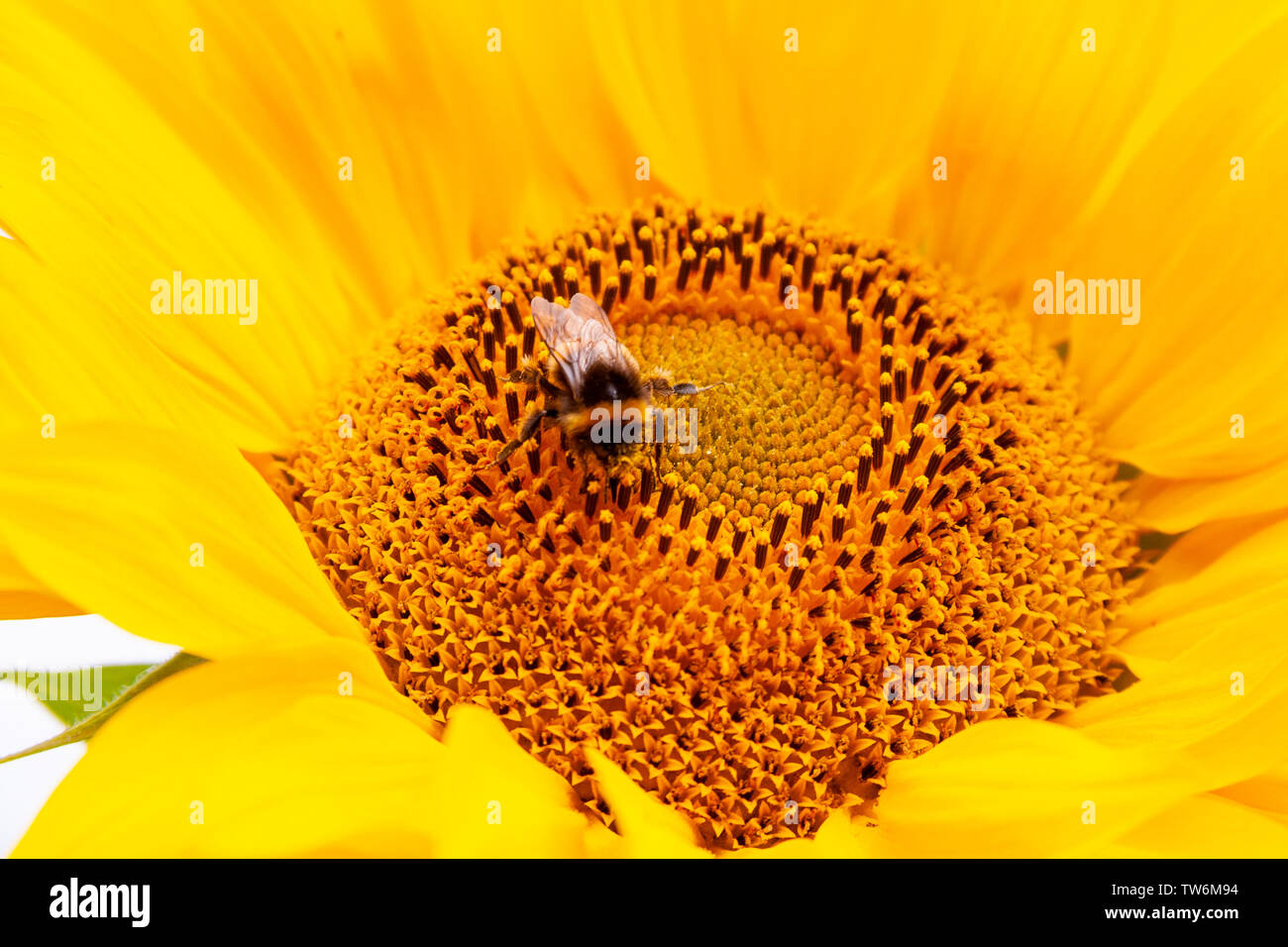 beutiful sunflowers Stock Photo