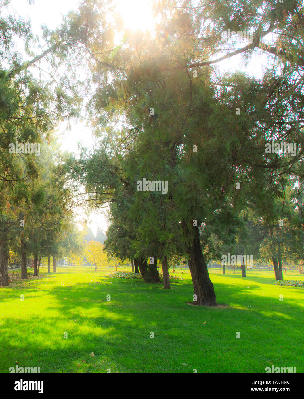 The woods of dreams Stock Photo Alamy