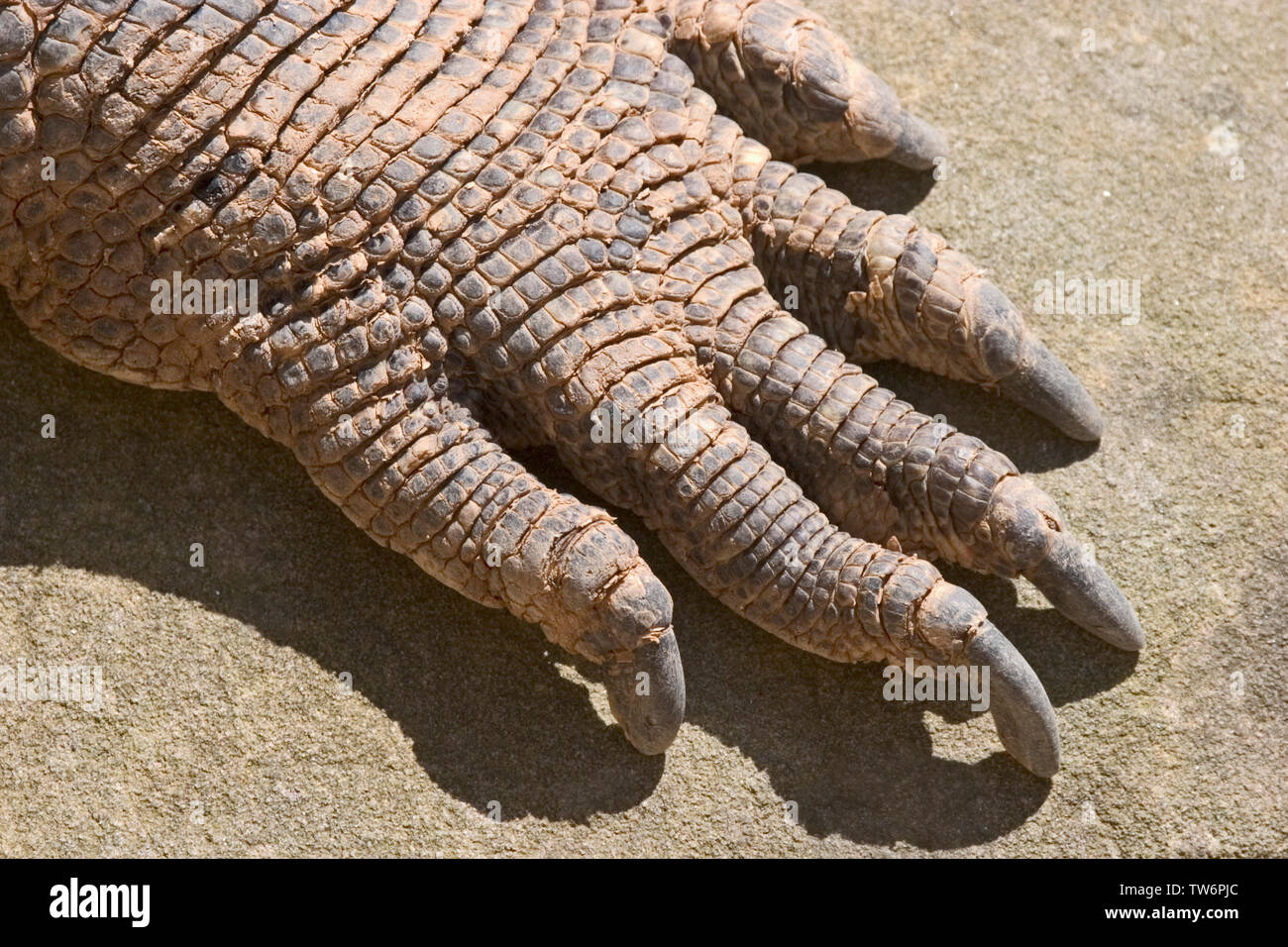 monitor lizard foot Stock Photo Alamy