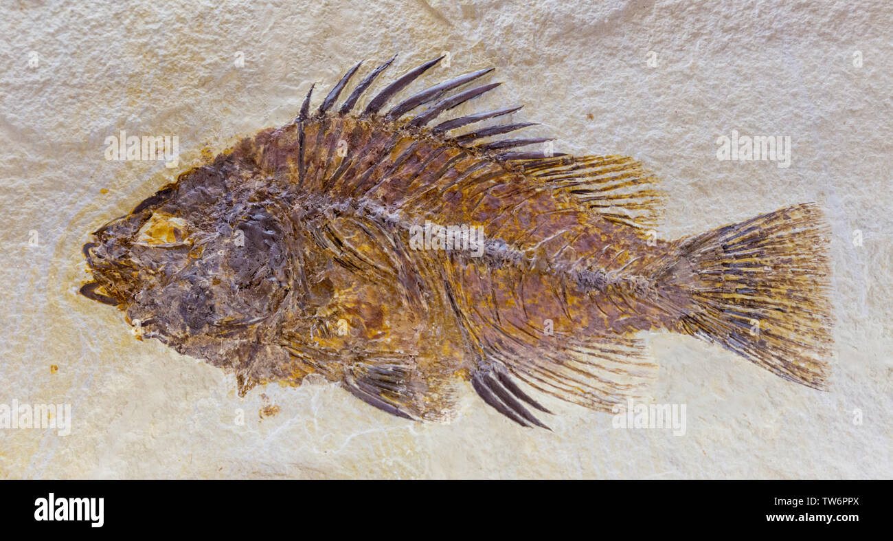 very old fossil of fish Stock Photo