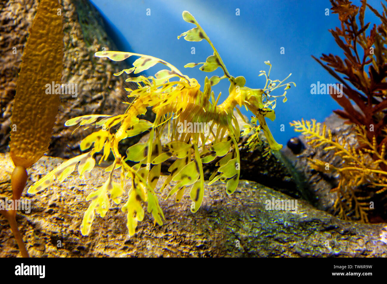 very delicate seahorse that looks like seaweed Stock Photo