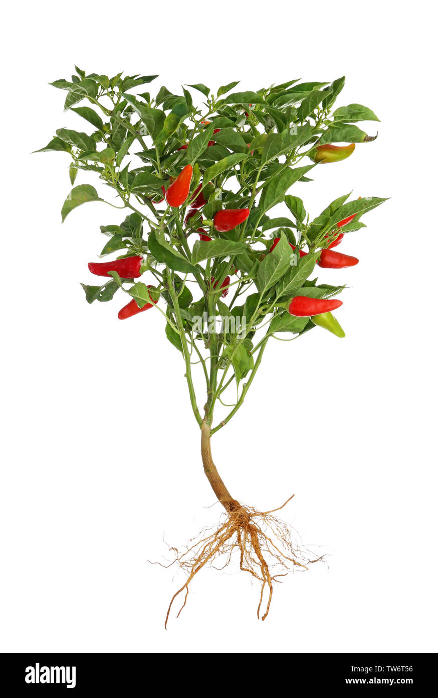 Chili pepper bush with root, isolated on white Stock Photo - Alamy