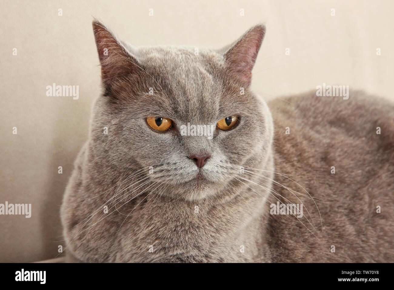 Funny Overweight Cat Lying On Sofa At Home Stock Photo 256465980