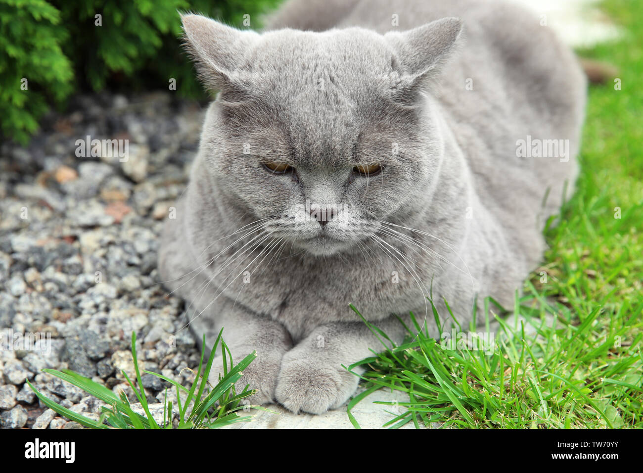 Funny Overweight Cat Outdoors Stock Photo 256465999 Alamy