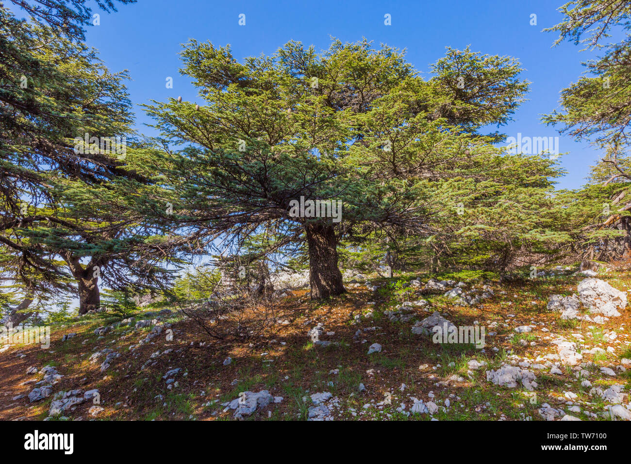 trees of Al Shouf Cedar Nature Reserve Barouk in mount Lebanon Middle