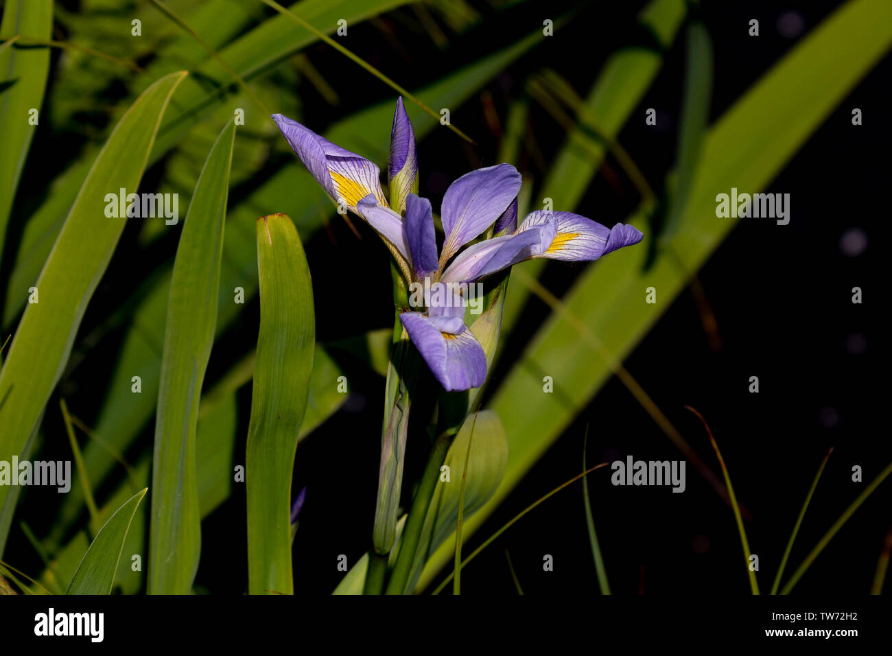 Wild native irises flowers in a wetland. Iris is depicted in mythology