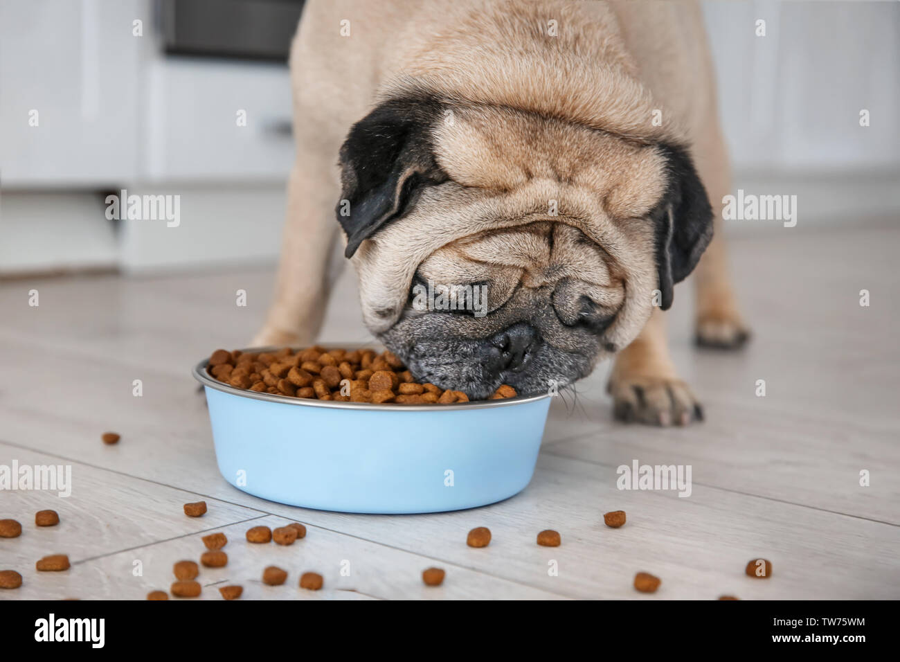 Cute overweight pug and bowl full of food on floor at home Stock Photo