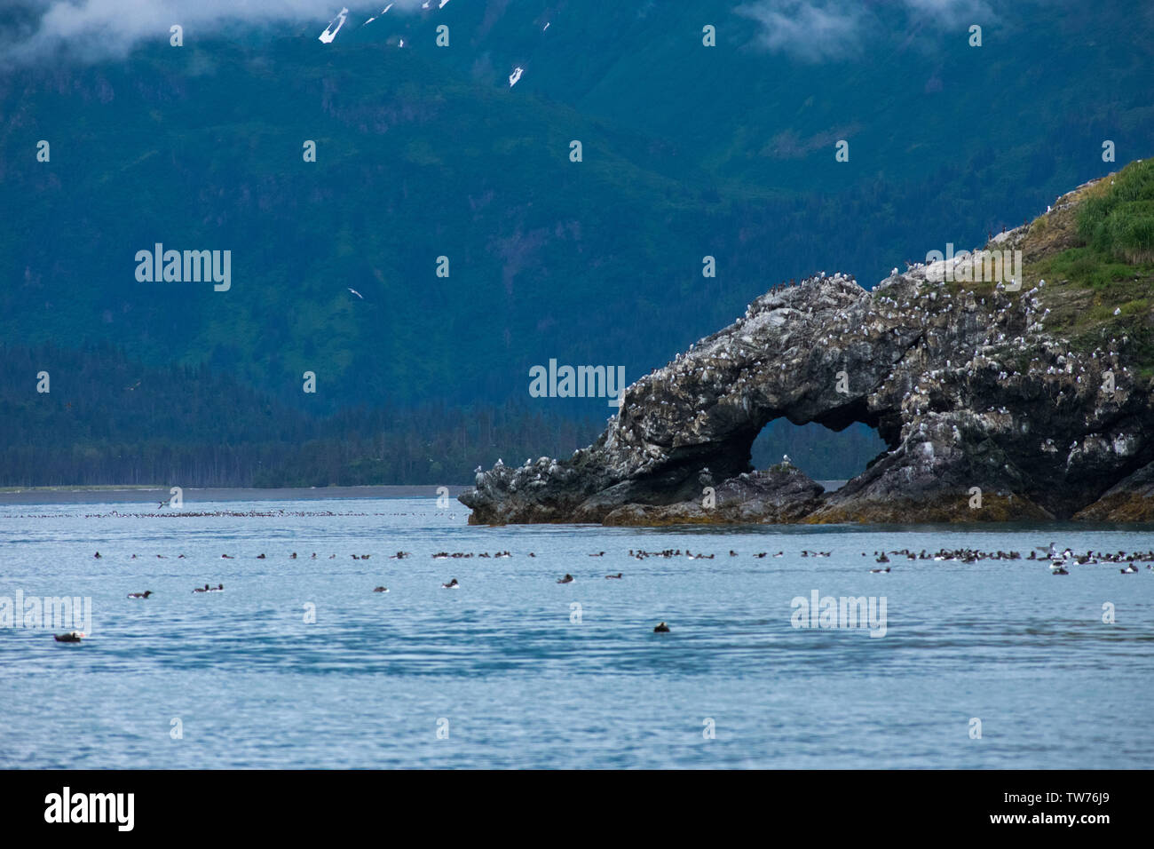 Seabirds and Stone Arches Stock Photo