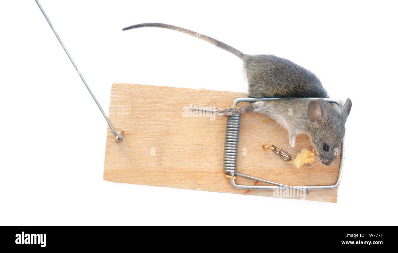 Dead mouse caught in trap on white background Stock Photo Alamy
