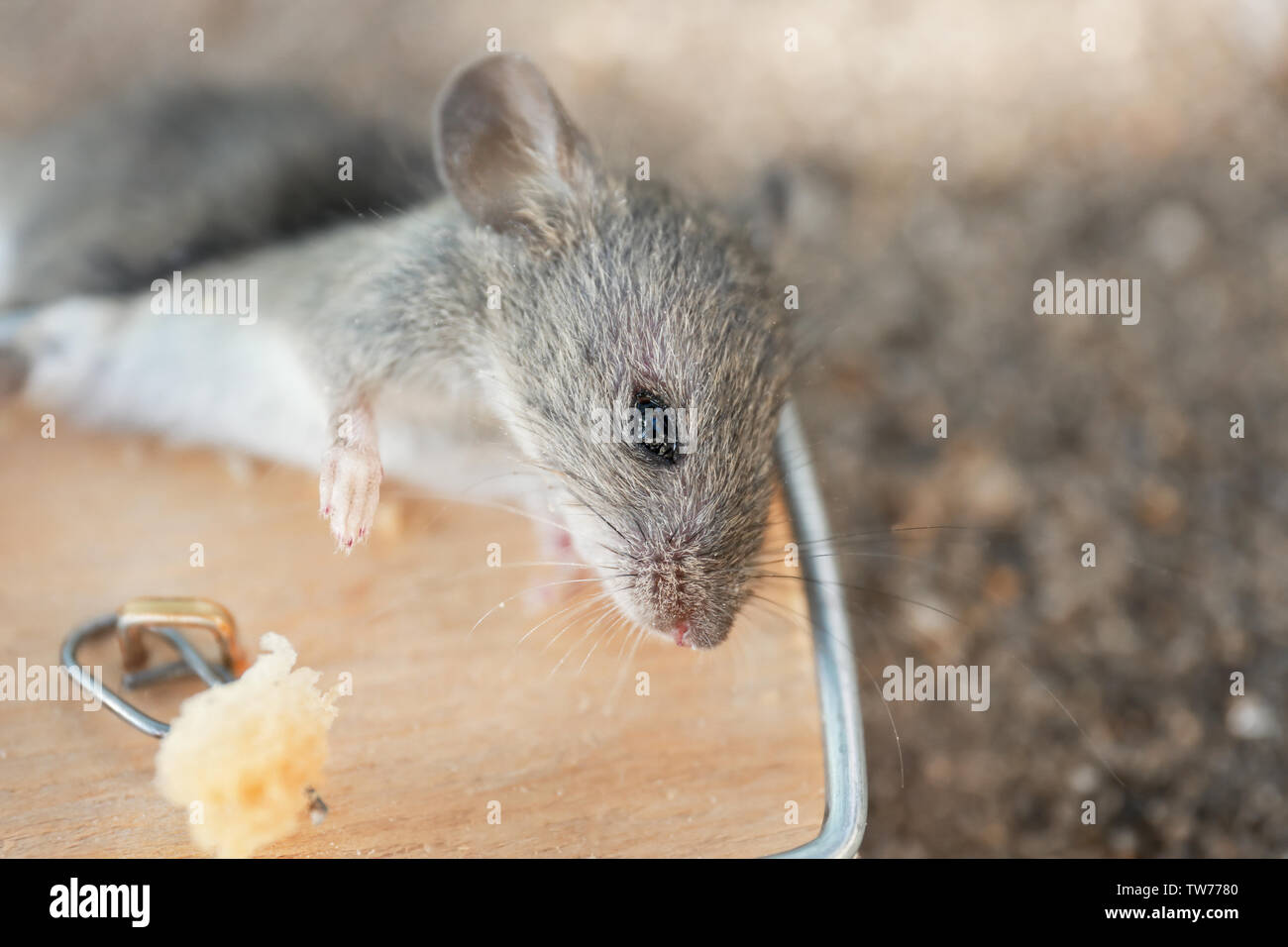 Dead mouse caught in trap outdoors Stock Photo