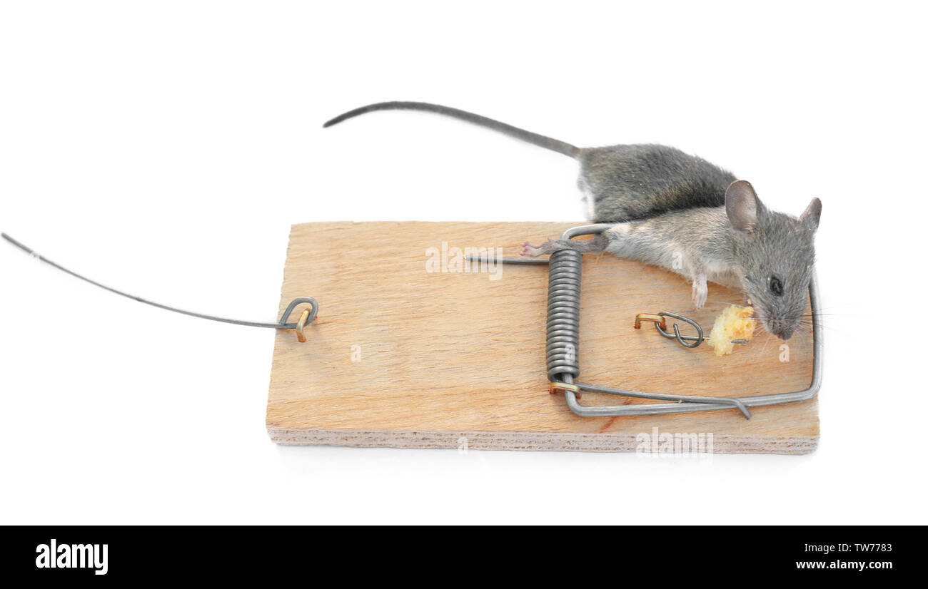 Dead mouse caught in trap on white background Stock Photo