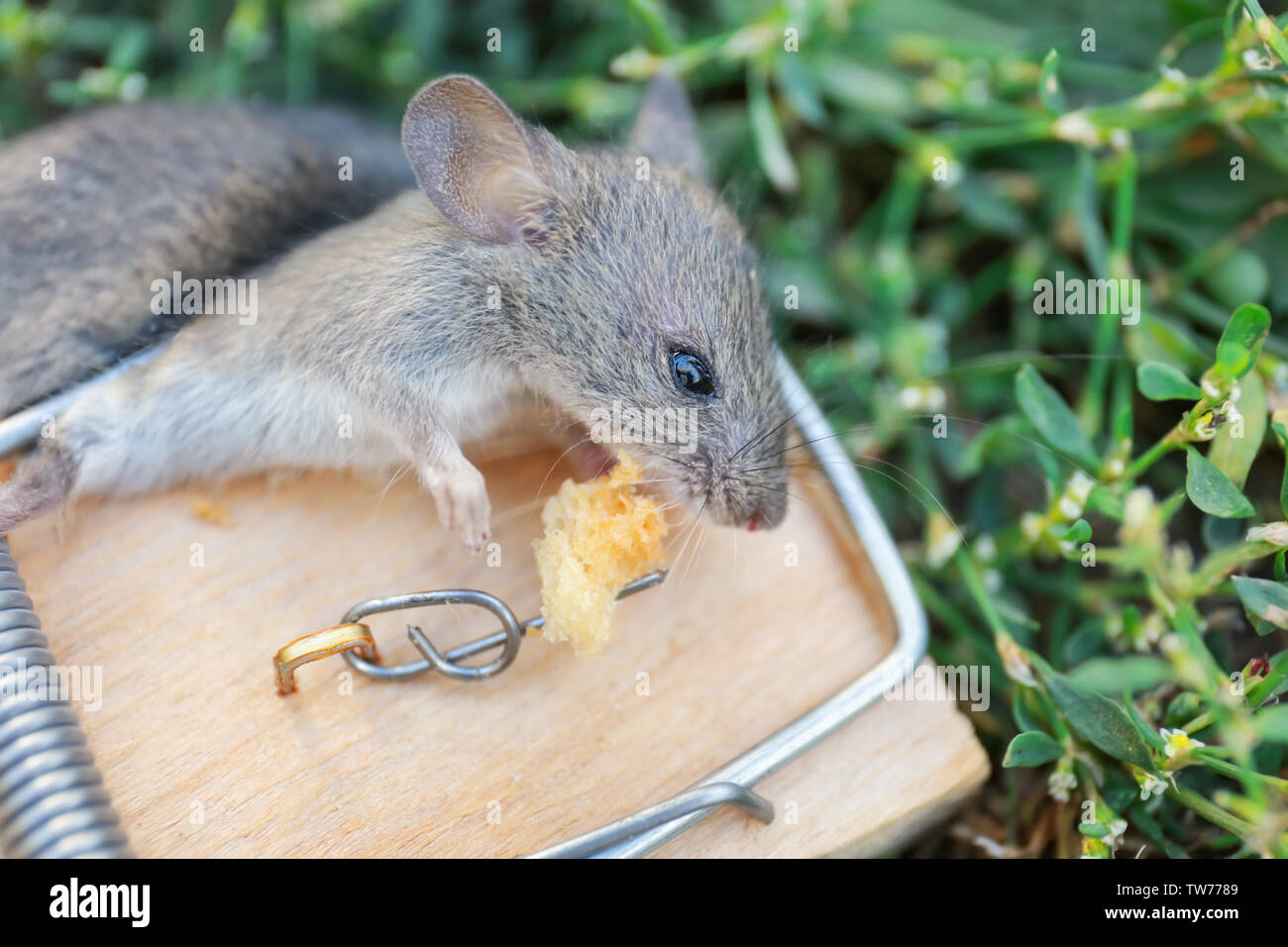 https://c8.alamy.com/comp/TW7789/dead-mouse-caught-in-trap-outdoors-TW7789.jpg