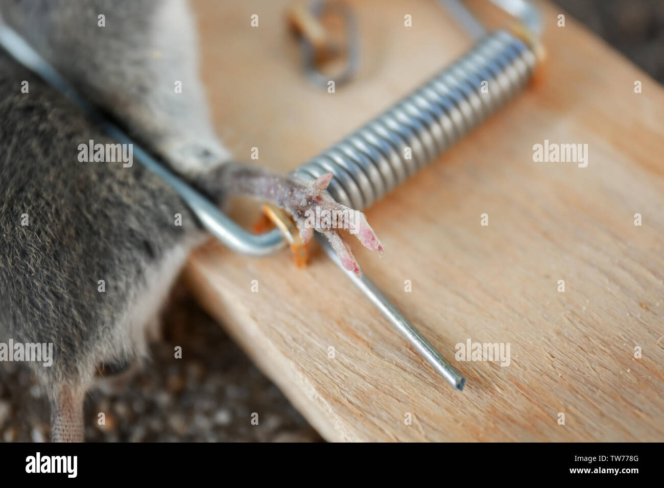 Dead mouse caught in trap outdoors Stock Photo Alamy