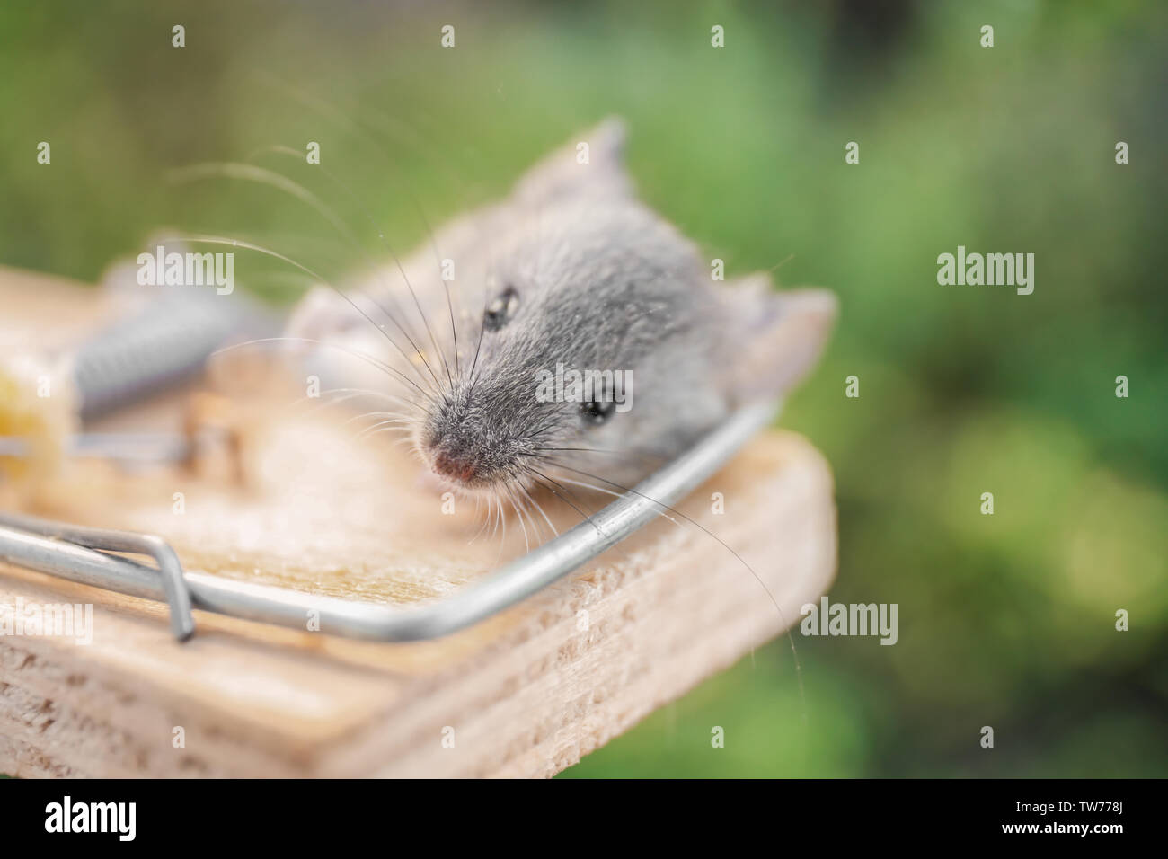 Dead animal mouse in trap, lying on green grass lawn, garden, park, outside,  backyard, summer Stock Photo - Alamy