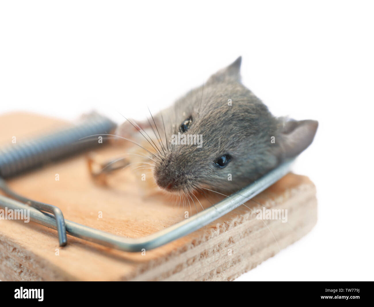Dead mouse caught in trap on white background Stock Photo Alamy