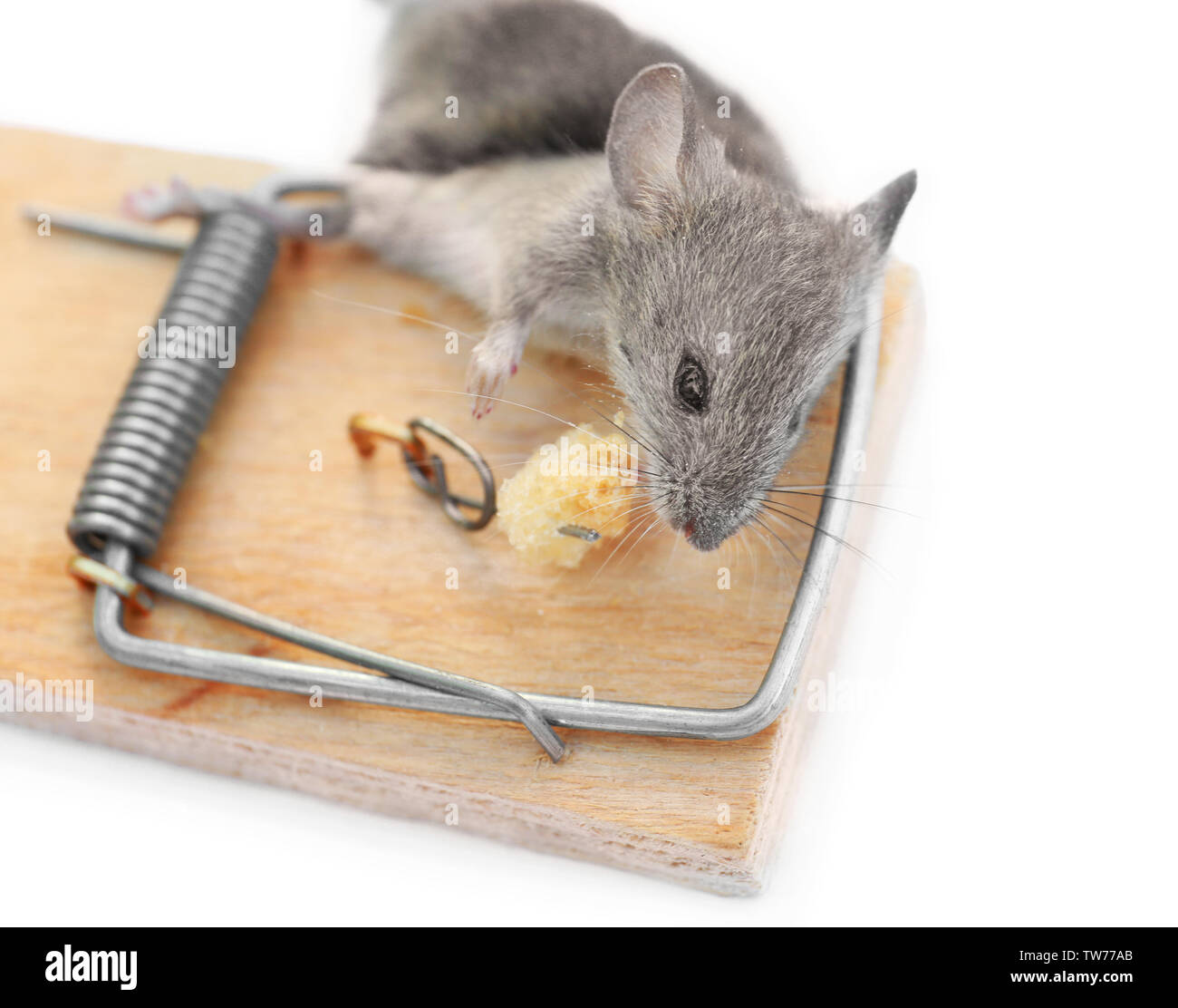 https://c8.alamy.com/comp/TW77AB/dead-mouse-caught-in-trap-on-white-background-TW77AB.jpg