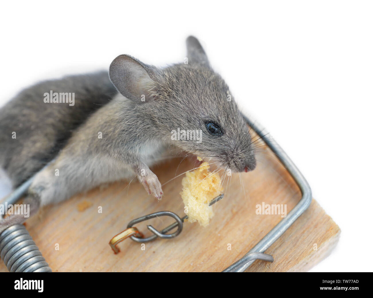 Dead mouse caught in trap on white background Stock Photo Alamy