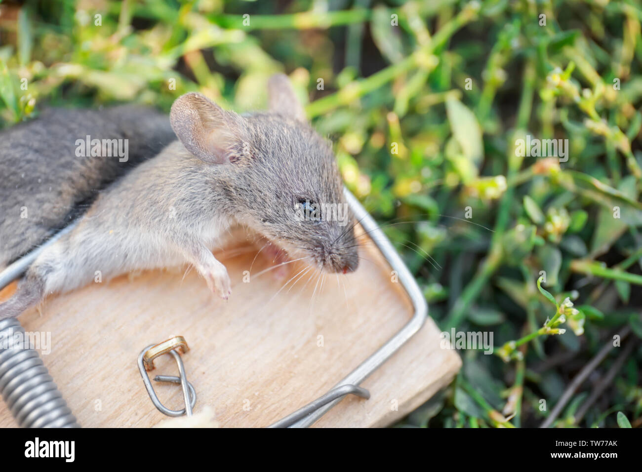 Dead mouse caught in trap outdoors Stock Photo Alamy